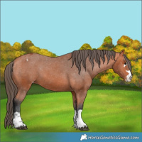 Horse Color:Bay Appaloosa 