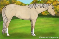 Horse Color:Palomino Roan Dun