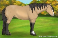 Horse Color:Buckskin Sabino