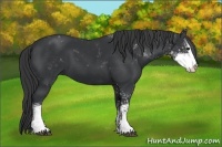 Horse Color:Black Sabino
