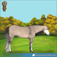 Horse Color:Brown Dun Sabino 