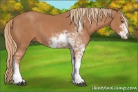 Horse Color:Chestnut Sabino
