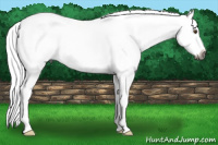 Horse Color:Gray Buckskin Dun Splash