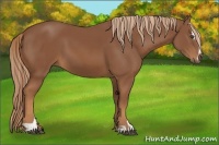 Horse Color:Chestnut Sabino