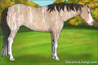 Horse Color:Amber Champagne Ice Sabino Splash 