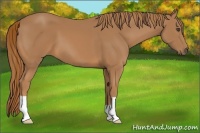 Horse Color:Unknown 