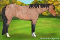 Horse Color:Bay Roan 