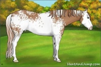 Horse Color:White Spotted Chestnut Splash Rabicano