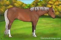Horse Color:Silver Bay 