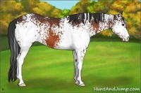 Horse Color:White Spotted Bay 