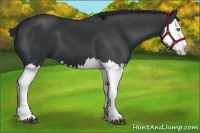 Horse Color:Black Splash