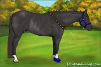 Horse Color:Liver Chestnut Rabicano 