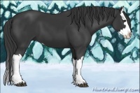 Horse Color:Black Splash