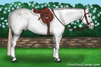 Horse Color:Chestnut Appaloosa
