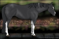 Horse Color:Black Sabino Tobiano 