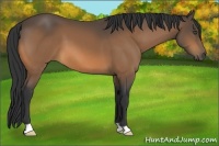 Horse Color:Buckskin 
