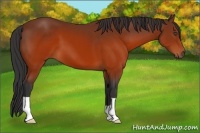 Horse Color:Brown 