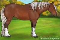 Horse Color:Silver Bay