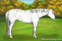 Horse Color:Bay Dun Sabino