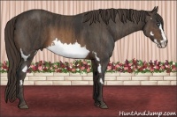 Horse Color:Buckskin Splash Frame  Brindle