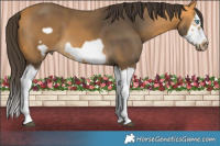 Horse Color:Buckskin Splash Frame  Brindle