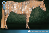 Horse Color:Black Sabino  Brindle
