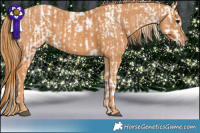 Horse Color:Black Appaloosa Brindle