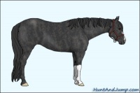 Horse Color:Black  Brindle