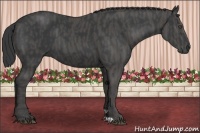 Horse Color:Black  Brindle