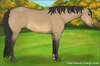 Horse Color:Buckskin Dun