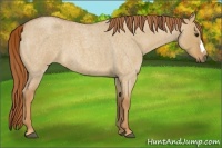 Horse Color:Red Dun Roan Frame