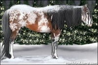 Horse Color:White Spotted Bay Ice 