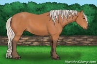 Horse Color:Silver Bay 