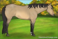 Horse Color:Buckskin Roan Dun