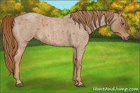 Horse Color:Red Roan 