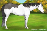 Horse Color:Smoky Grullo Splash 