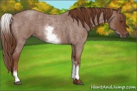 Horse Color:White Spotted Red Roan 