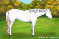 Horse Color:Buckskin Splash Appaloosa