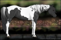 Horse Color:Black Tobiano 