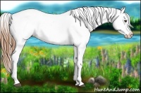 Horse Color:Chestnut Appaloosa 