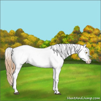 Horse Color:Brown Pearl Splash Appaloosa 