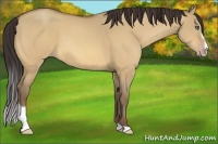 Horse Color:Amber Champagne Dun Sabino