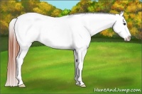 Horse Color:Bay Dun Blanket 