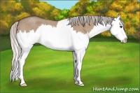 Horse Color:Silver Bay Roan Dun Splash 
