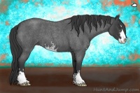 Horse Color:Blue Roan Sabino 