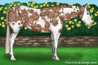 Horse Color:White Spotted Chestnut Ice Splash