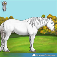 Horse Color:White Spotted Brown Ice Frame Appaloosa Rabicano