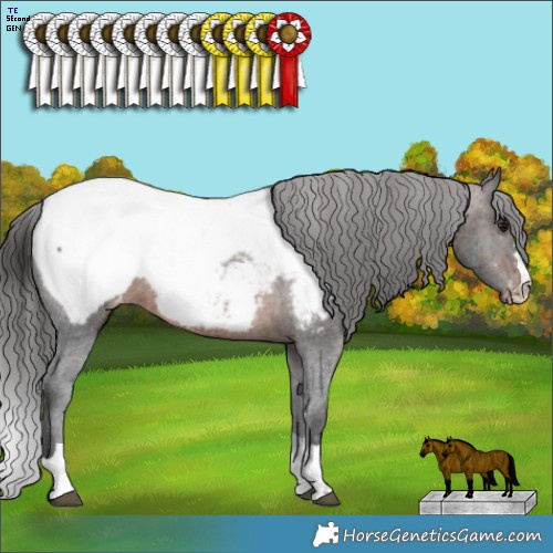 Horse Color:Brown Appaloosa Rabicano  Brindle