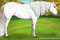 Horse Color:Brown Appaloosa Rabicano Brindle