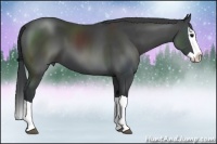Horse Color:Black Splash